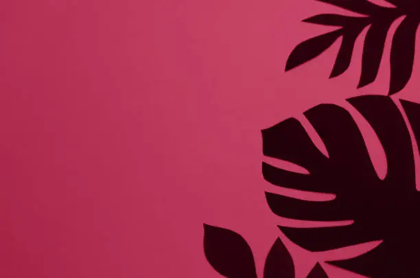 Photo of Background with tropical paper palm leaves. Color of 2023. Viva. Magenta.