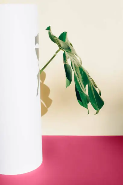 Photo of Monstera branch on a paper background. Color of 2023. Viva. Magenta.