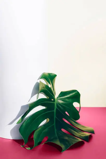 Photo of Monstera branch on a paper background. Color of 2023. Viva. Magenta.