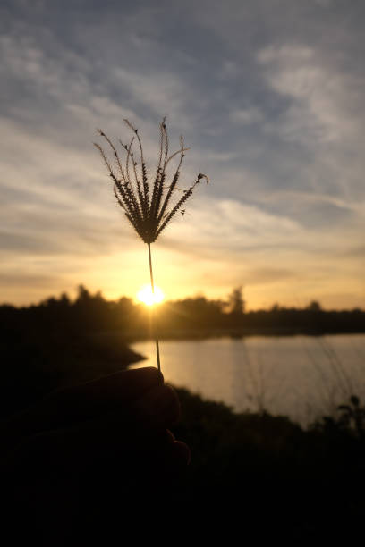 istock Chloris gayana which is also known as Rhodes grass in the afternoon 1446245708