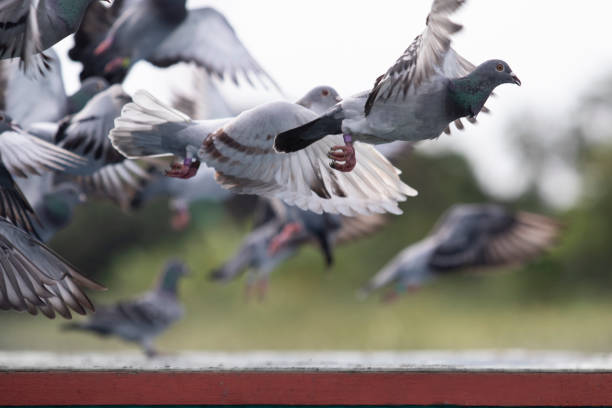 istock speed racing pigeon flying over home loft trap 1446246826