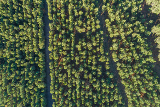 istock drone aerial view of a large pine tree plantation 1446247224