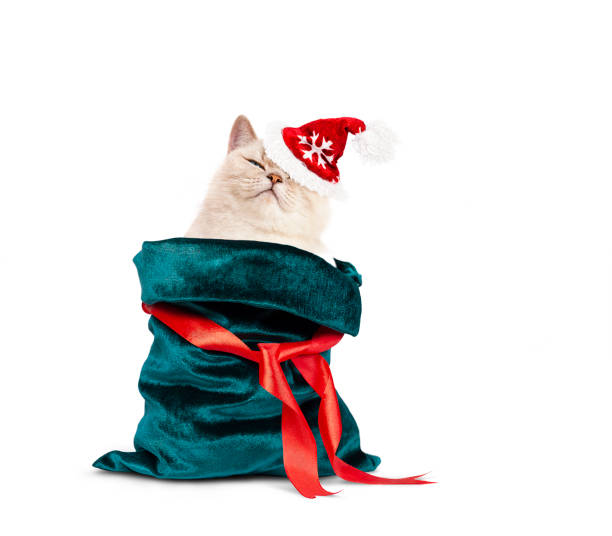 a cat in a Santa hat peeks out of a bag close up