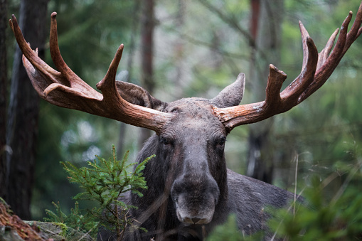 Moose bull with big antlers close up in forest with blurred background. Selective focus.