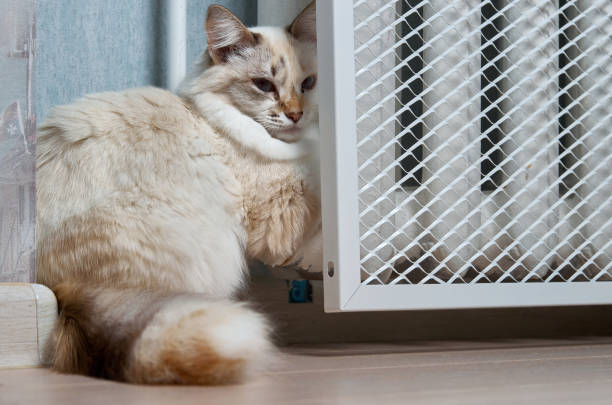 A domestic cat lies and warms itself under a heating radiator