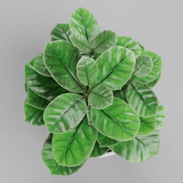istock Realistic 3D Render of Coffe Plant in Pot 1446248808
