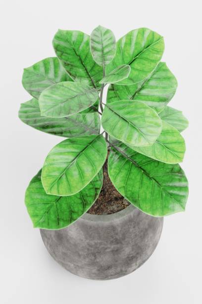 istock Realistic 3D Render of Coffe Plant in Pot 1446248814
