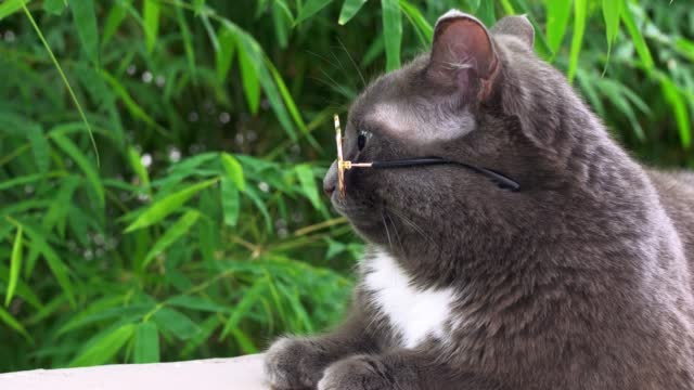 Cute cat with gray-blue coat color and white spot in form of heart on chest looks up at sky, and then lowers head down. Cat in bright yellow sunglasses lies with paws folded and relaxed outside house.