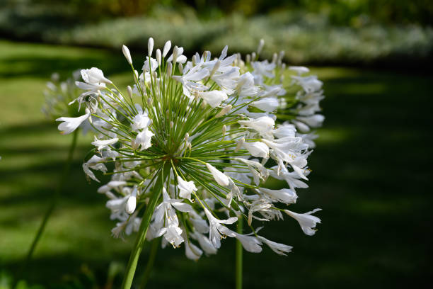 Single Bloom of white Agapanthus, (Amaryllidaceae), against green blurred background