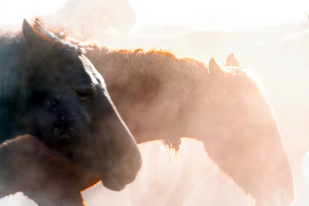 istock Wild Horses. Yilki horses. Jades. 1446249085