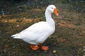 White domestic goose.white goose standing on the farm.