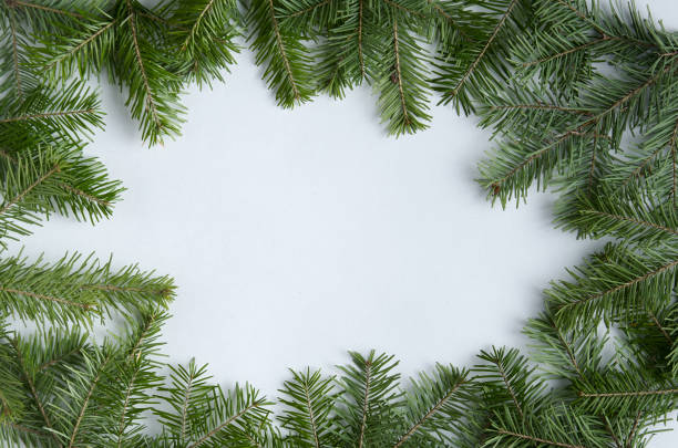 istock Christmas fletlay from spruce twigs on a white background 1446249984