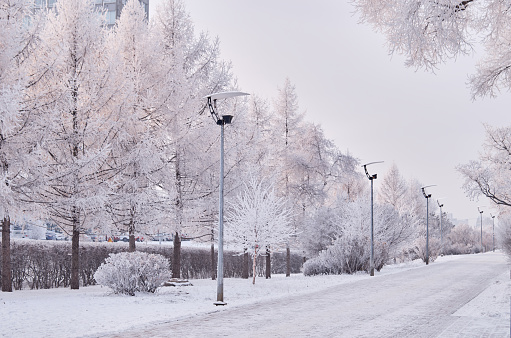 Snow-covered alley in the city park. Winter cityscape