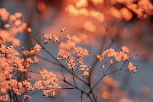 The setting sun on the snow and on plants covered with ice crystals.