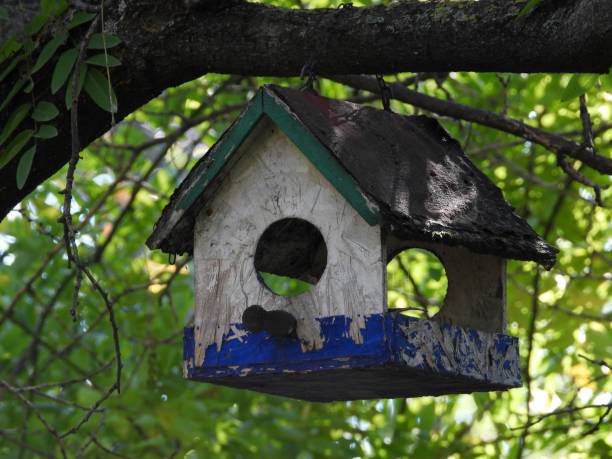 istock wooden birdhouse hanging on the tree 1446250823