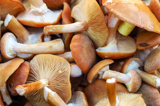 istock collected mushrooms close-up. picking mushrooms concept 1446252908
