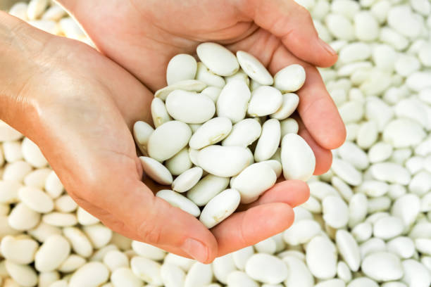 une femme tient une poignée de haricots blancs récoltés dans ses mains. concept de jardinage et de récolte des haricots - white bean salad photos et images de collection