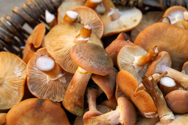 istock collected mushrooms close-up. picking mushrooms concept 1446253096