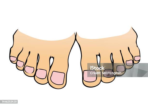 Toes Front View Toes Stock Illustration - Download Image Now - Anatomy, Atom, Barefoot ...