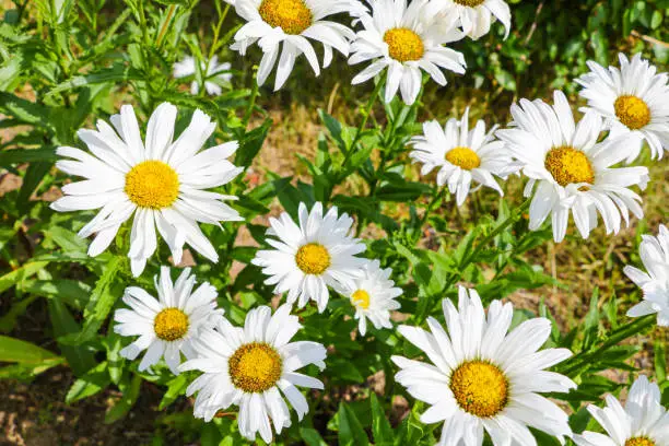 macro of beautiful white daisies flowers in the garden
