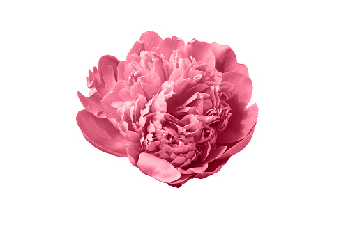 Viva Magenta abstract background. Color of the Year 2023. Blossoming Bud of a pink Peony isolated on a white Background. Pink Terry peony Flower.