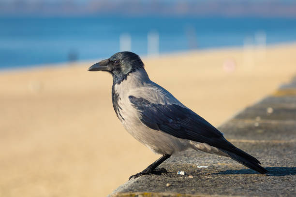 Hooded crow close-up on a sunny day stock photo