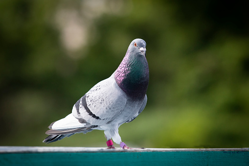Close up photo of a pigeon.