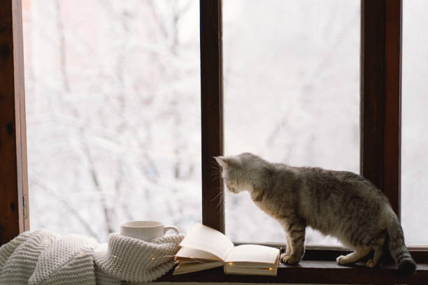 istock Cat sitting on the windowsill looking at the weather through the window. 1446258735