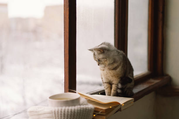 istock Cat sitting on the windowsill looking at the weather through the window. 1446258749