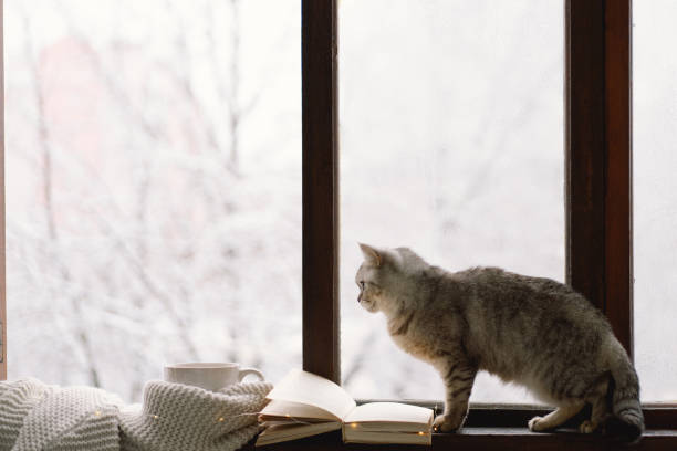 istock Cat sitting on the windowsill looking at the weather through the window. 1446258751