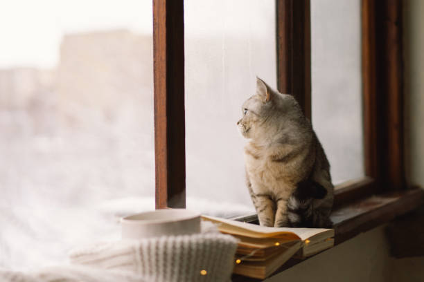 istock Cat sitting on the windowsill looking at the weather through the window. 1446258818
