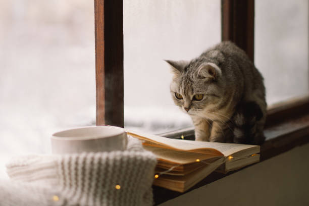 istock Cat sitting on the windowsill looking at the weather through the window. 1446258830