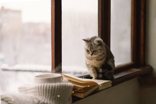 istock Cat sitting on the windowsill looking at the weather through the window. 1446258834