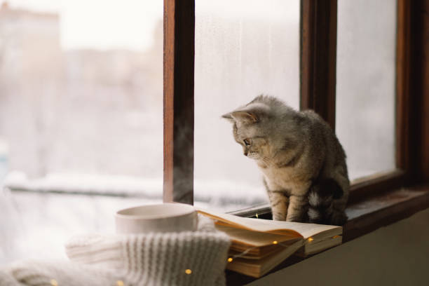 istock Cat sitting on the windowsill looking at the weather through the window. 1446258874