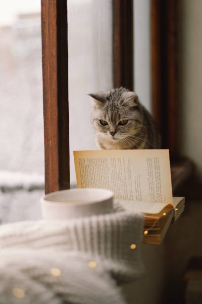 istock Cat sitting on the windowsill looking at the weather through the window. 1446258927
