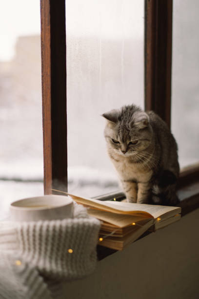 istock Cat sitting on the windowsill looking at the weather through the window. 1446258937
