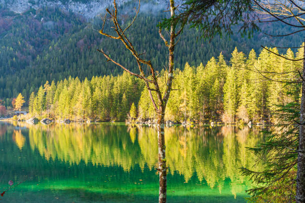 istock Autumn forest reflected in the Hintersee Ramsau 1446258942
