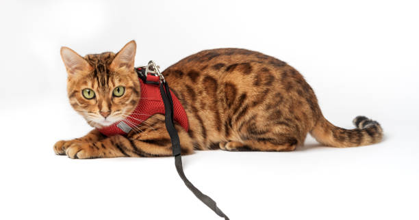 istock Bengal cat in a red harness on a white background. 1446260854