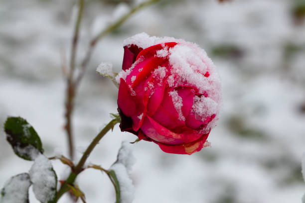 Red rose covered with snow. Flower bud close-up at the beginning of winter stock photo