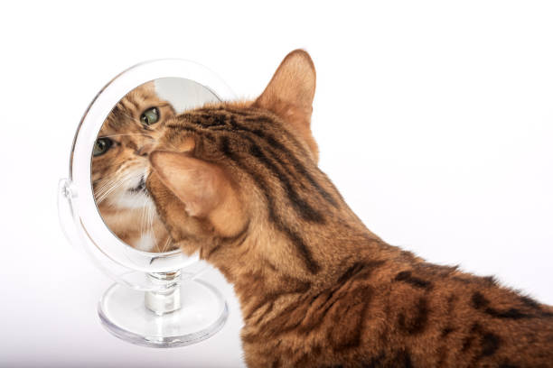 istock Domestic cat with a mirror on a white background. 1446261268
