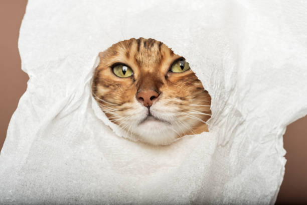 istock Funny red cat with a napkin on his head 1446261914