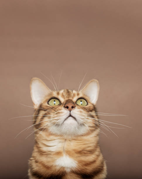 istock Funny muzzle of a Bengal cat on a brown background. 1446262043
