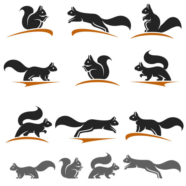 eichhörnchen-set. sammlungs-eichhörnchen-symbole. vektor - eichhörnchen stock-grafiken, -clipart, -cartoons und -symbole