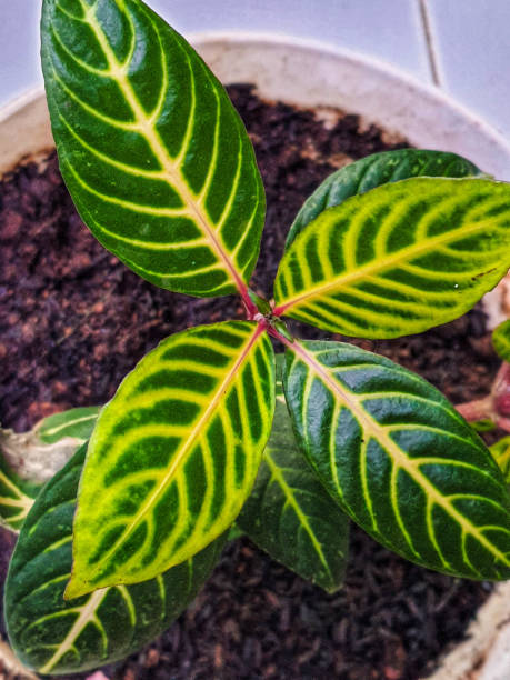 istock Leaf pattern of the Sanchezia Speciosa plant. 1446262142