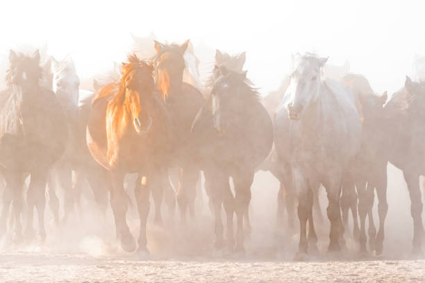 istock Wild Horses. Yilki horses. Jades. 1446262244
