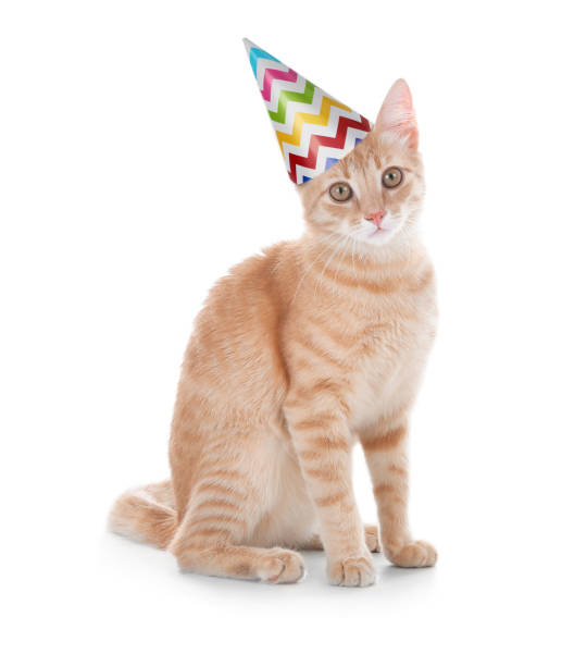 istock Adorable yellow tabby cat with party hat on white background 1446262408
