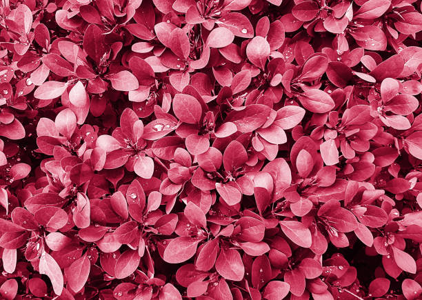 istock red leaves background. Viva Magenta color background 1446262891