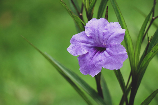 PURPLE KENCANA Ruellia Mexican or Simplex Pletekan Purple golden flower is another name for the ruellia flower. Purple golden flowers are wild flowers that can be found in meadows or roadside.