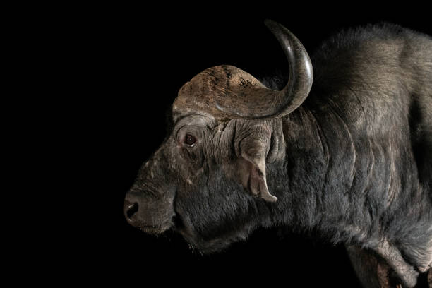 istock African Buffalo at a waterhole at night 1446263019