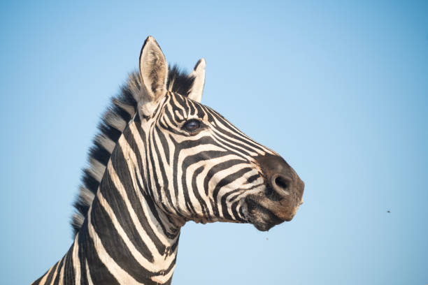 istock Portrait of a zebra 1446263081